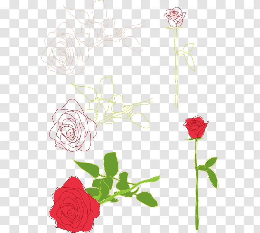 Rose Drawing Clip Art - Plant Stem Transparent PNG