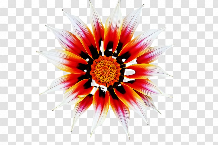 Gazania Flower Plant Petal Wildflower - Herbaceous Daisy Family Transparent PNG