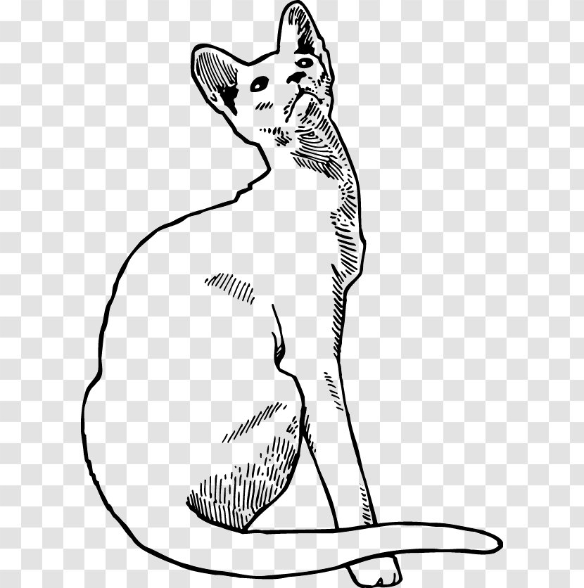 Whiskers Kitten Wildcat Domestic Short-haired Cat - Dog Like Mammal Transparent PNG