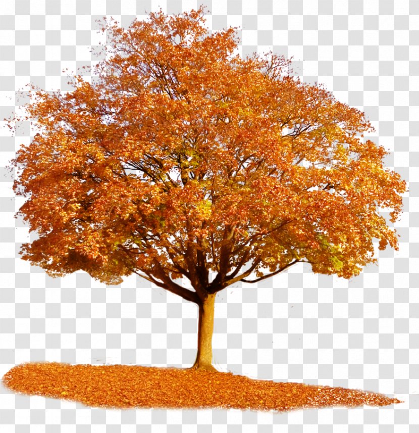 Tree Autumn Maple Clip Art - Deciduous - Orange Transparent PNG