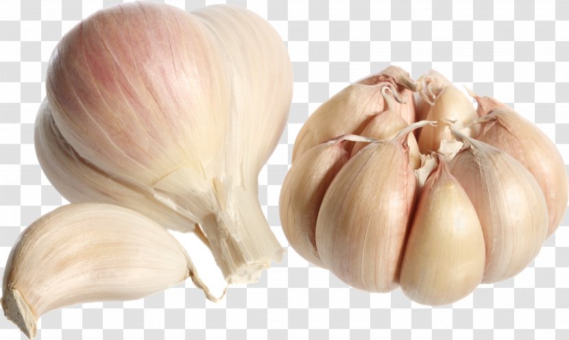 Coffee Garlic Food Onion Clip Art - Allicin Transparent PNG