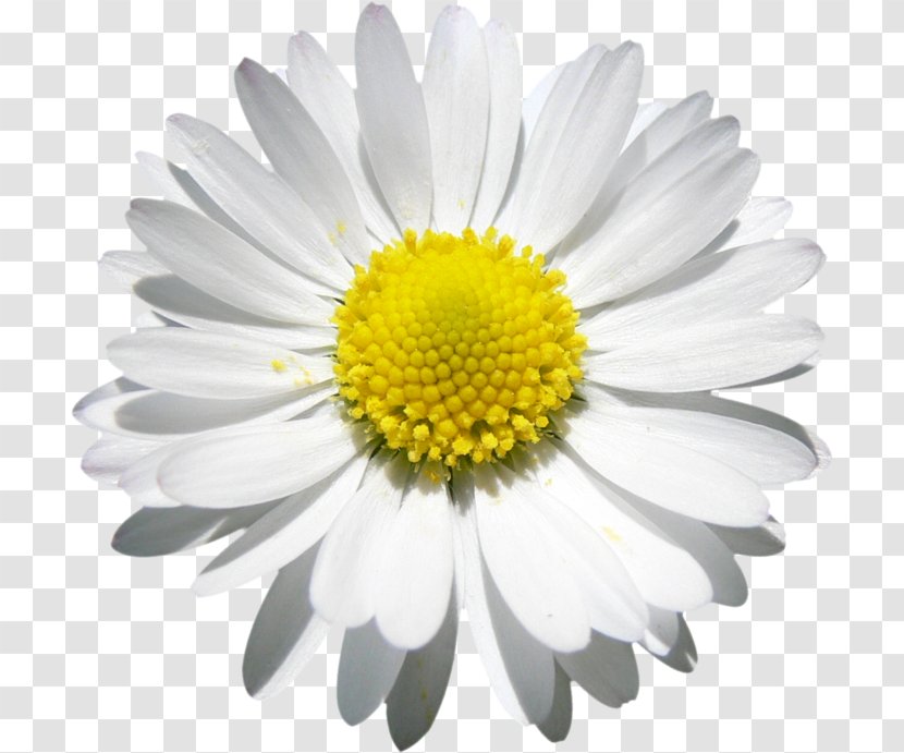 Flower Common Daisy Decal Car - Oxeye Transparent PNG