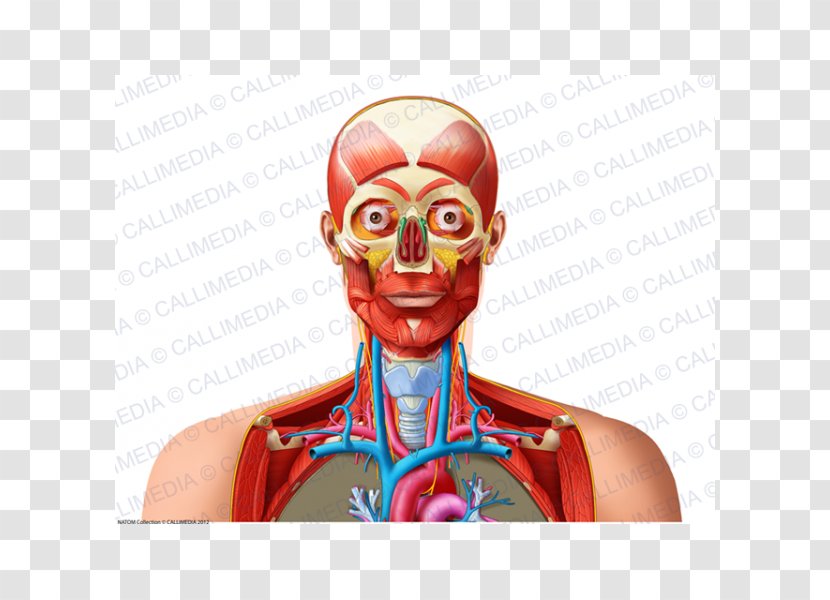 Homo Sapiens Human Anatomy & Physiology Shoulder Neck Blood Vessel - Heart - Head And Transparent PNG