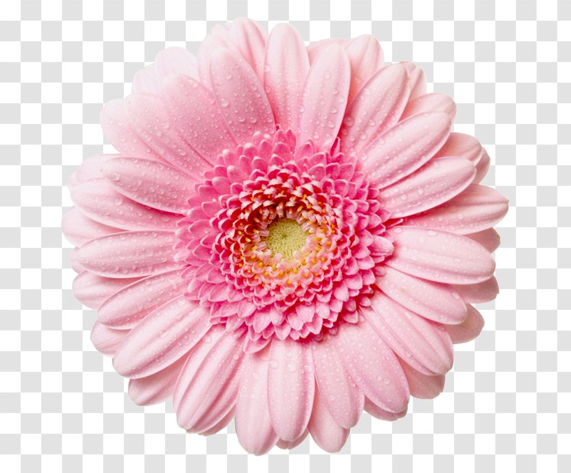 Pink Flowers Rose Clip Art - Pnk - Transparent Daisy Cliparts Transparent PNG