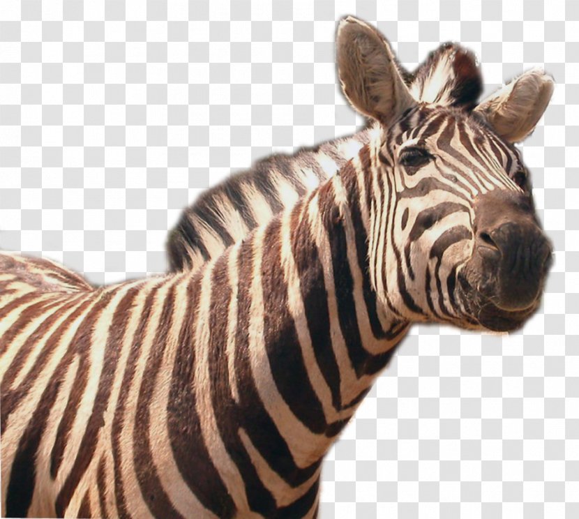 Quagga Zebra - Mane - Image Transparent PNG
