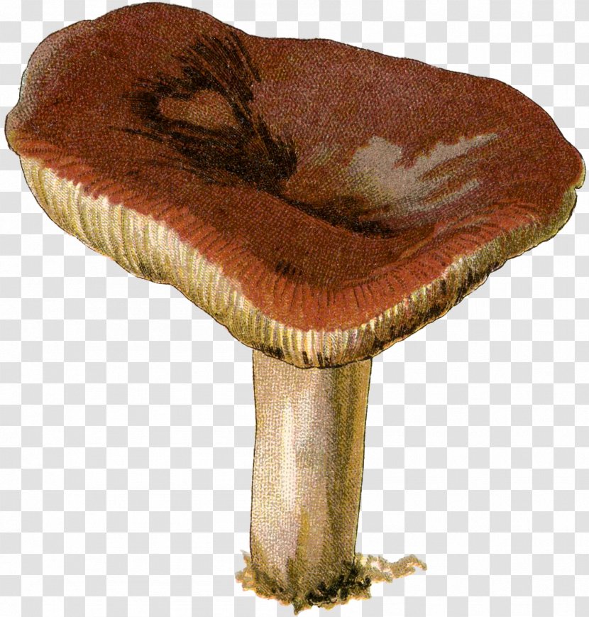 Agaricaceae Edible Mushroom Medicinal Fungi Medicine Transparent PNG