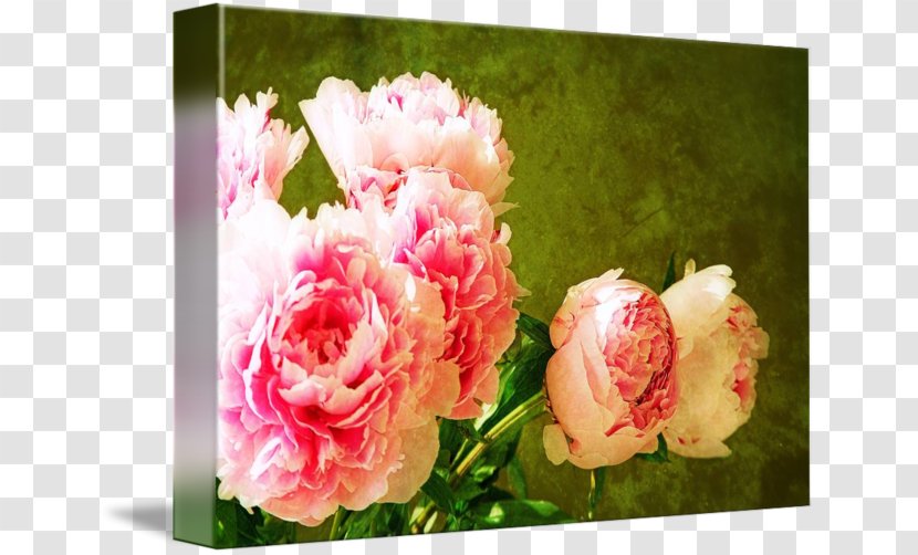 Garden Roses Cabbage Rose Floral Design Cut Flowers Flower Bouquet - Pink Family Transparent PNG