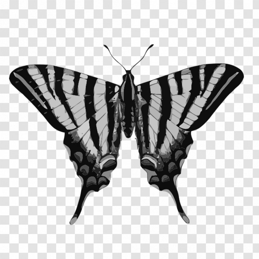 Insect Scarce Swallowtail Butterfly Old World Black - Pollinator Transparent PNG