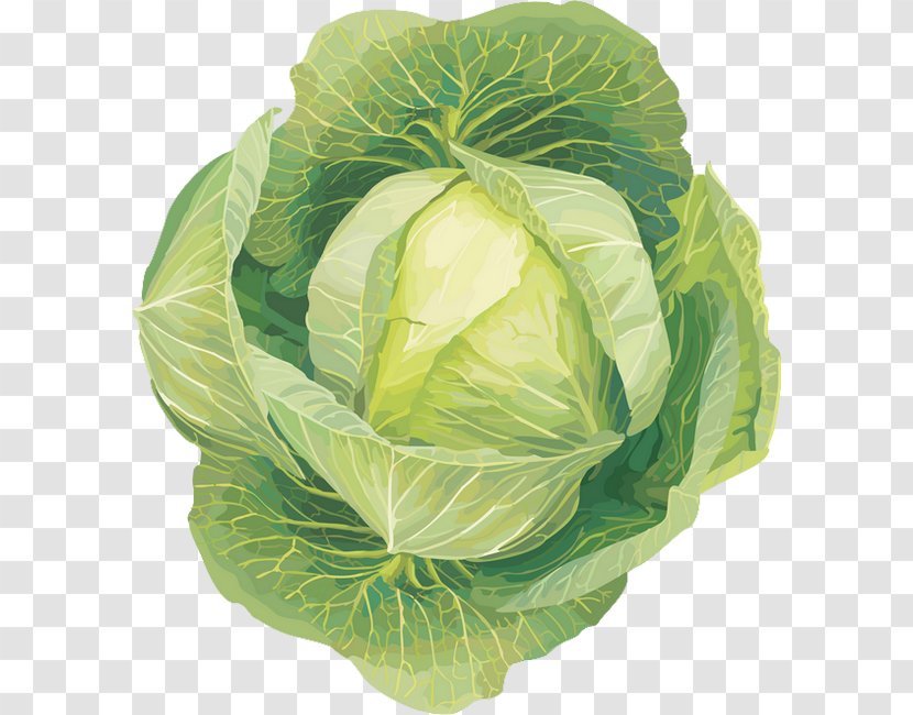 Leaf Vegetable Cabbage Clip Art - Radish Transparent PNG