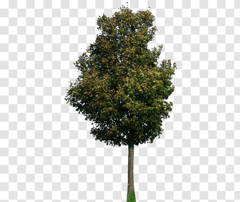 Tree Clip Art - Shrub - 2D Transparent PNG