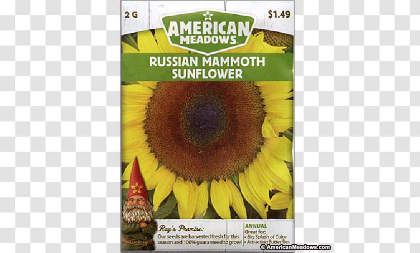 Sunflower Seed M Sunflowers - Common Transparent PNG