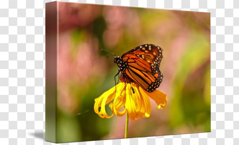 Monarch Butterfly Pieridae Lycaenidae Gallery Wrap - Brush Footed - Glossy Butterflys Transparent PNG