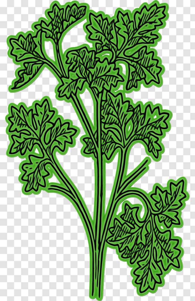 Leaf Green Plant Flower Stem - Vascular Transparent PNG