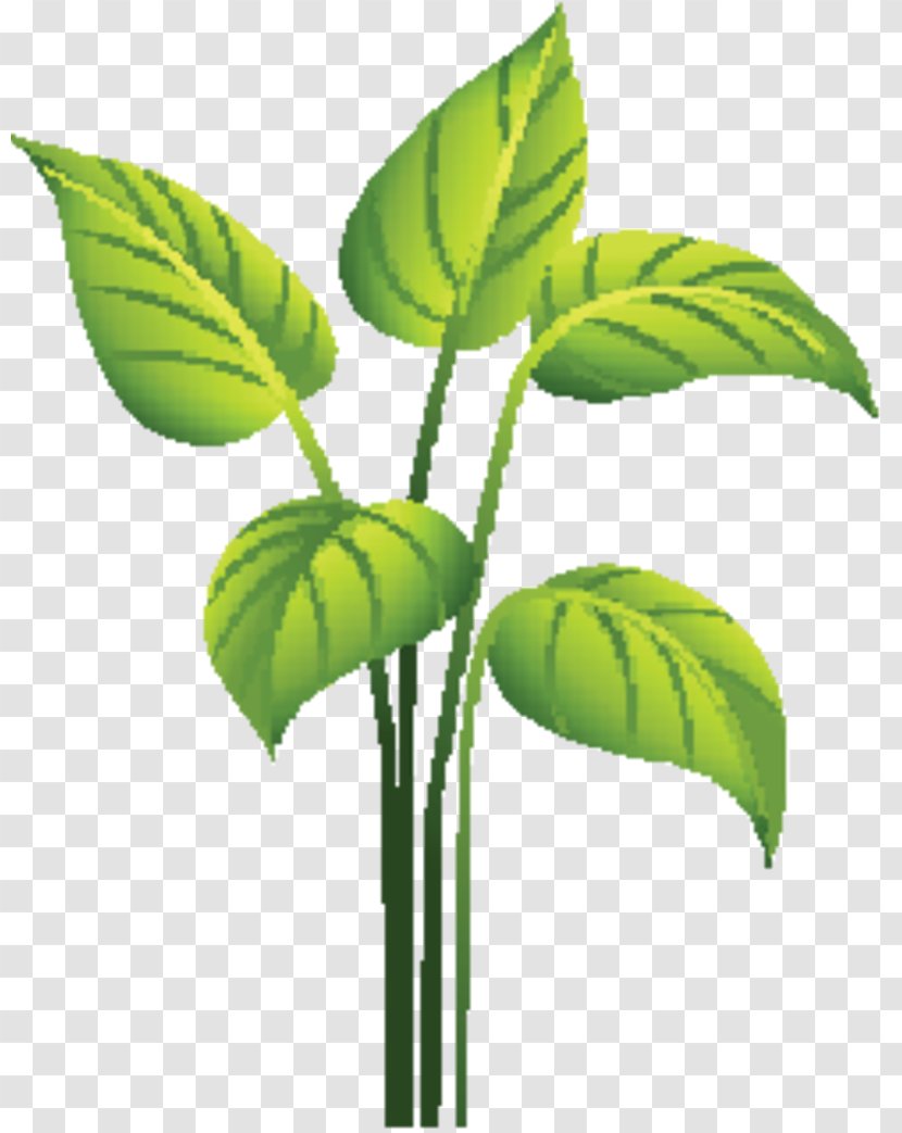 Leaf Plant Stem Herbalism Plants Transparent PNG