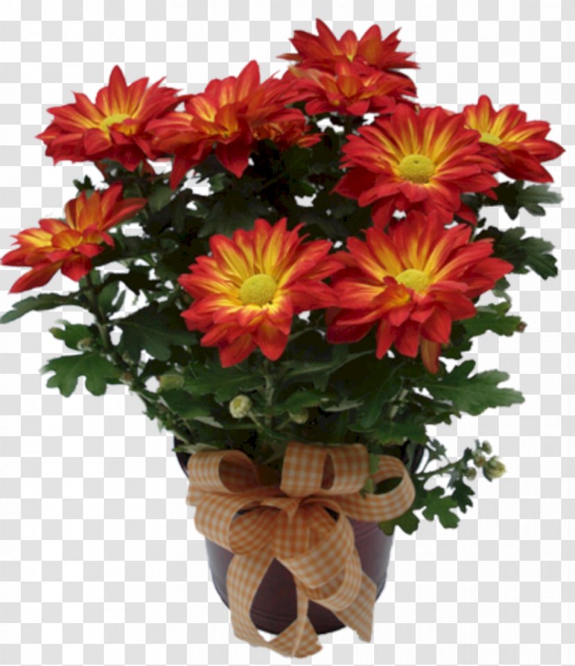 Chrysanthemum Cut Flowers Plant Transvaal Daisy - Houseplant Transparent PNG