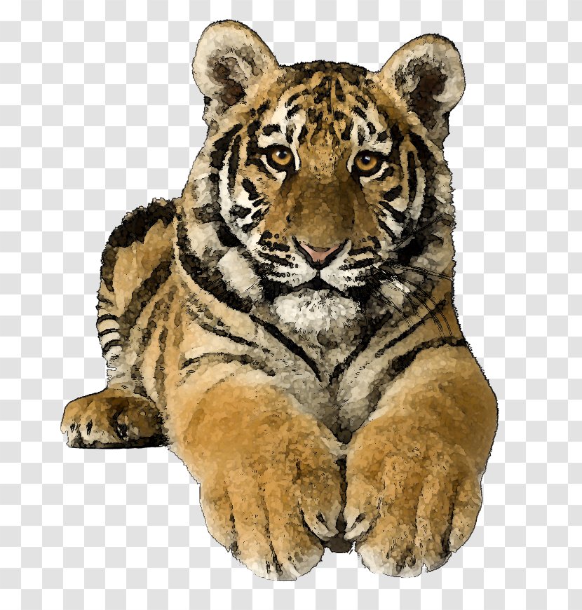 Bengal Cat Tiger Siberian Felidae Clip Art Transparent PNG
