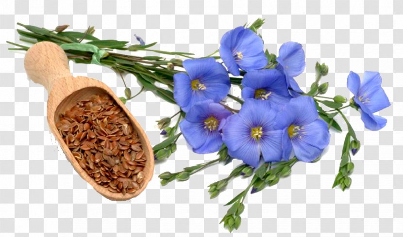 Flax Lignan Plant Secoisolariciresinol Diglucoside Linseed Oil - Frame - Hi Dry And Cool Climate Transparent PNG