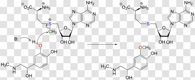 Methyltransferase Chemical Reaction Methylation Mechanism Amine - Heart - Watercolor Transparent PNG