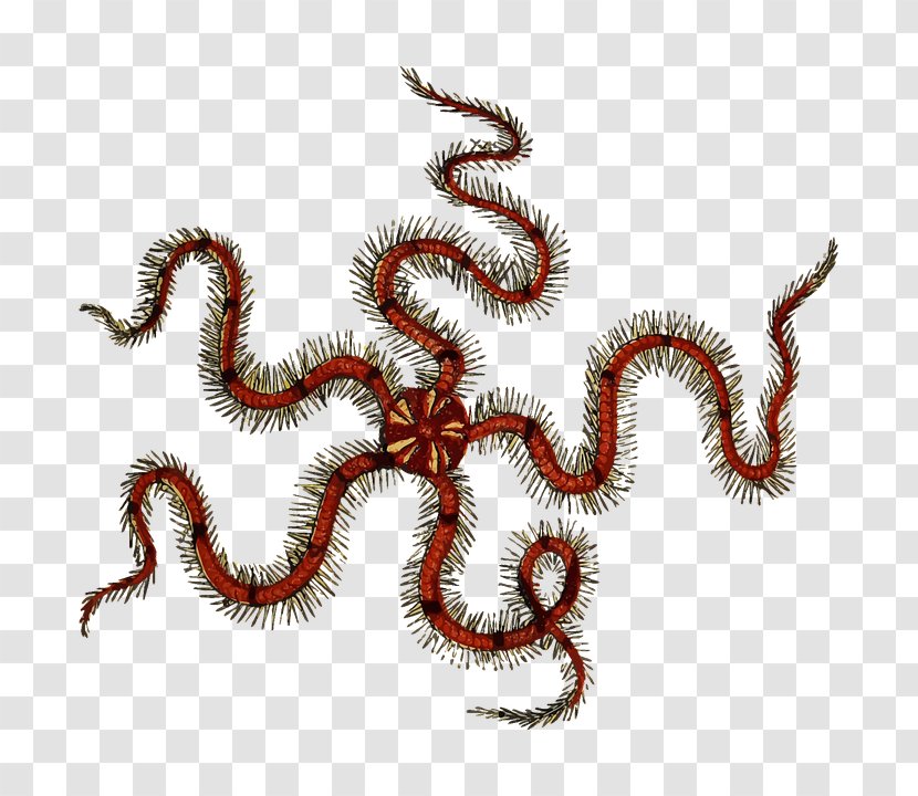 Clip Art Brittle Stars Starfish Openclipart - Invertebrate Transparent PNG