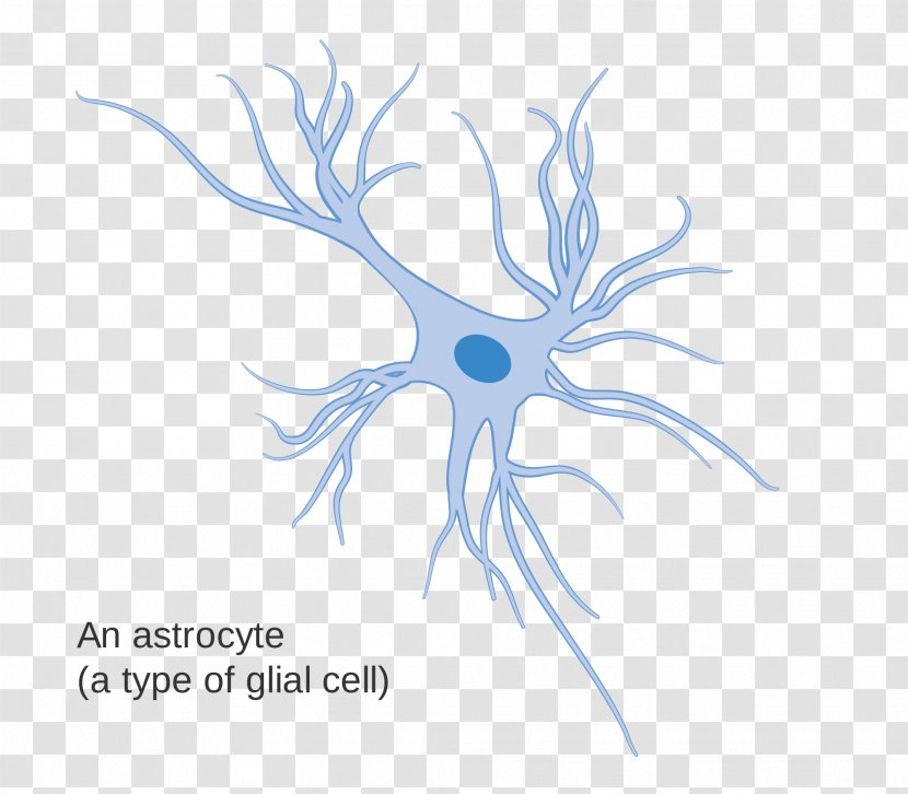 Glia Astrocyte Neuron Cell The Structure Of Body - Flower - Brain Transparent PNG