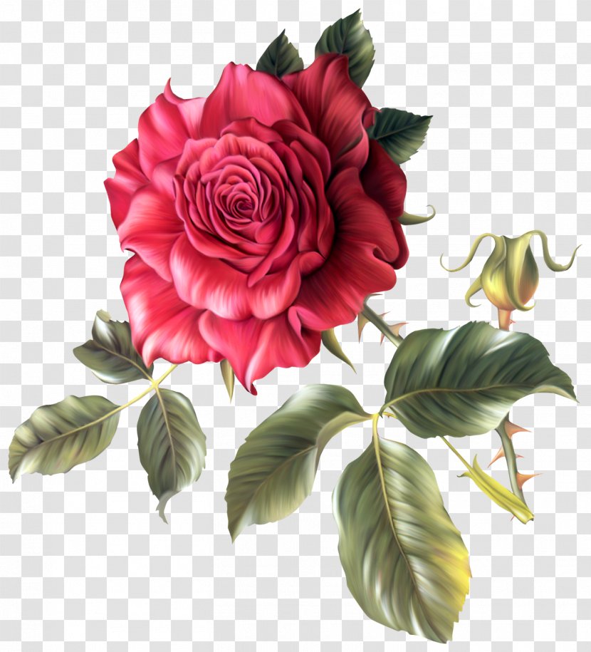 Flower Garden Roses Clip Art - Rose - Fuchsia Frame Transparent PNG