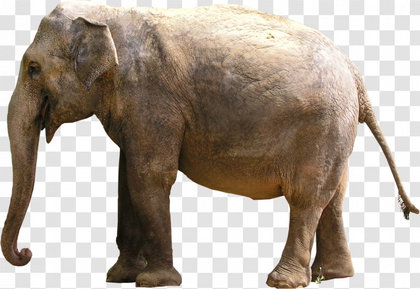 Indian Elephant African - Tusk - Tusker Transparent PNG