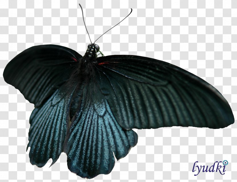Butterfly Insect Moth Clip Art - Pollinator Transparent PNG