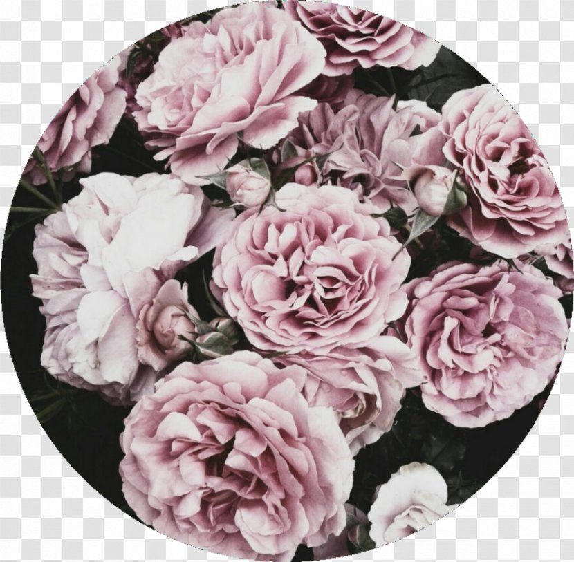 Desktop Wallpaper Photography Video - Hashtag - Picsart Rose Transparent PNG