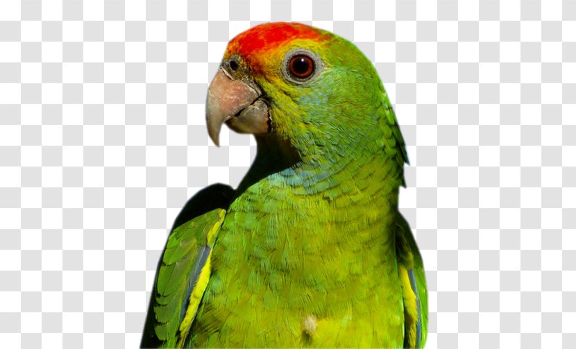 Bird Red-browed Amazon Budgerigar Macaw Companion Parrot - Perico Transparent PNG