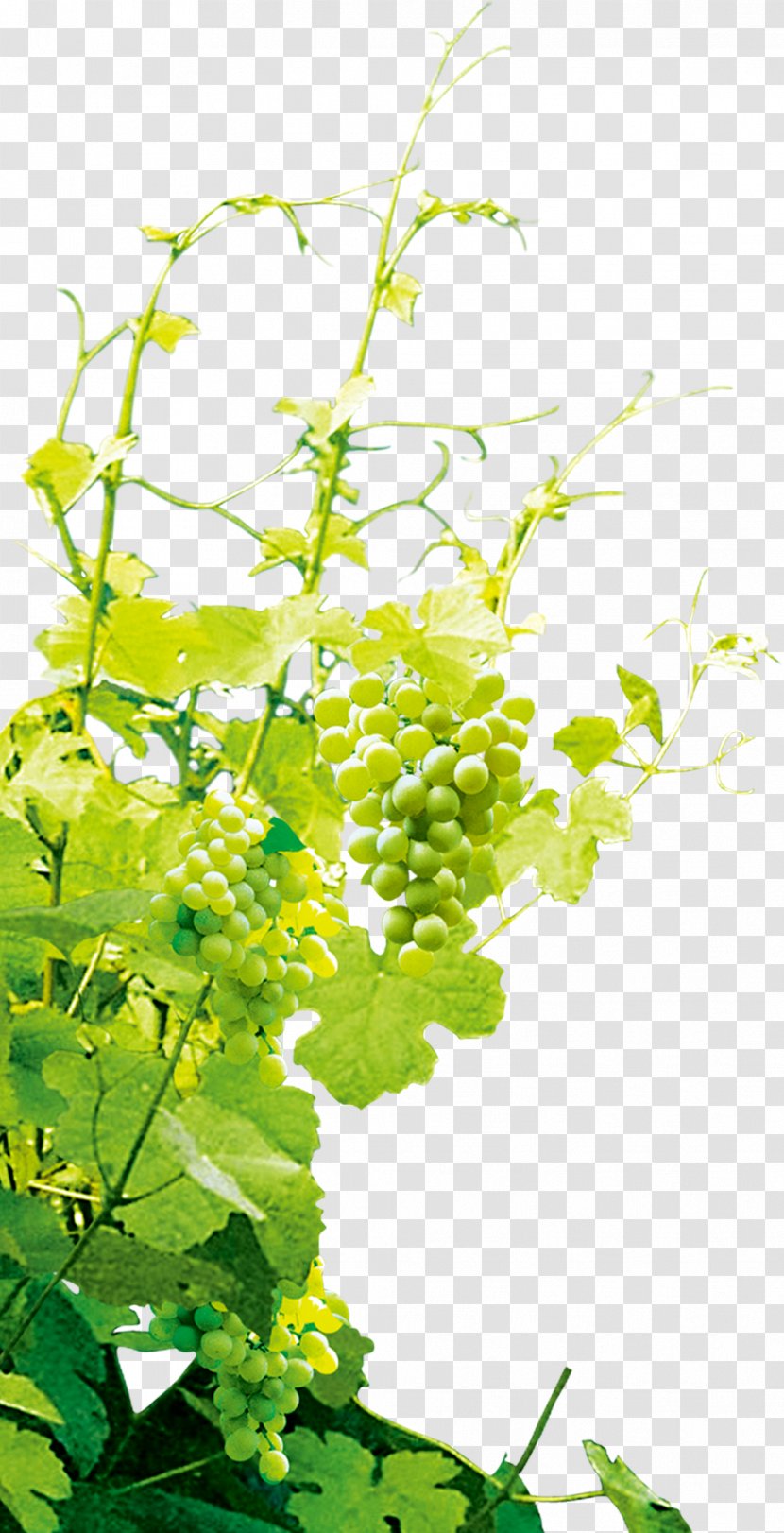 Grape - Flower - Grape,Grapevine Transparent PNG