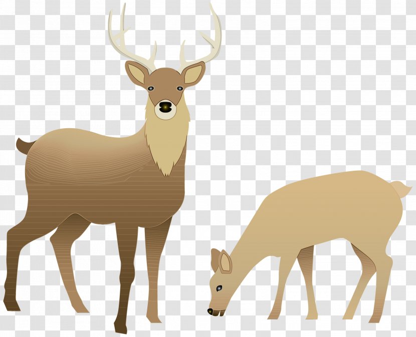 Reindeer - Tail - Whitetailed Deer Transparent PNG