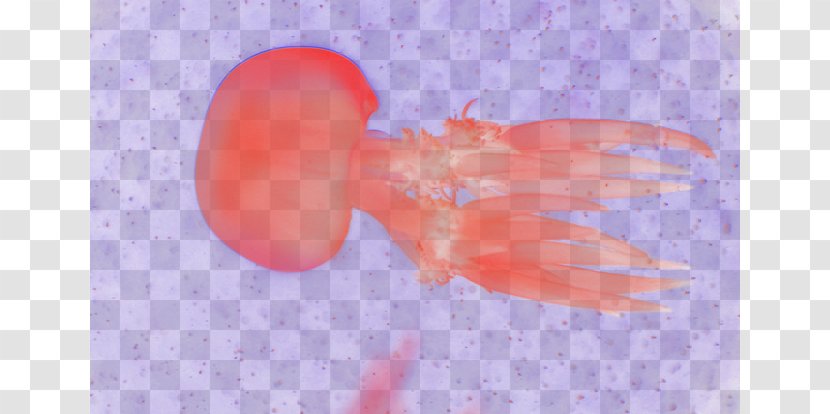 Jellyfish Marine Biology Close-up Sky - Closeup - Dream Transparent PNG
