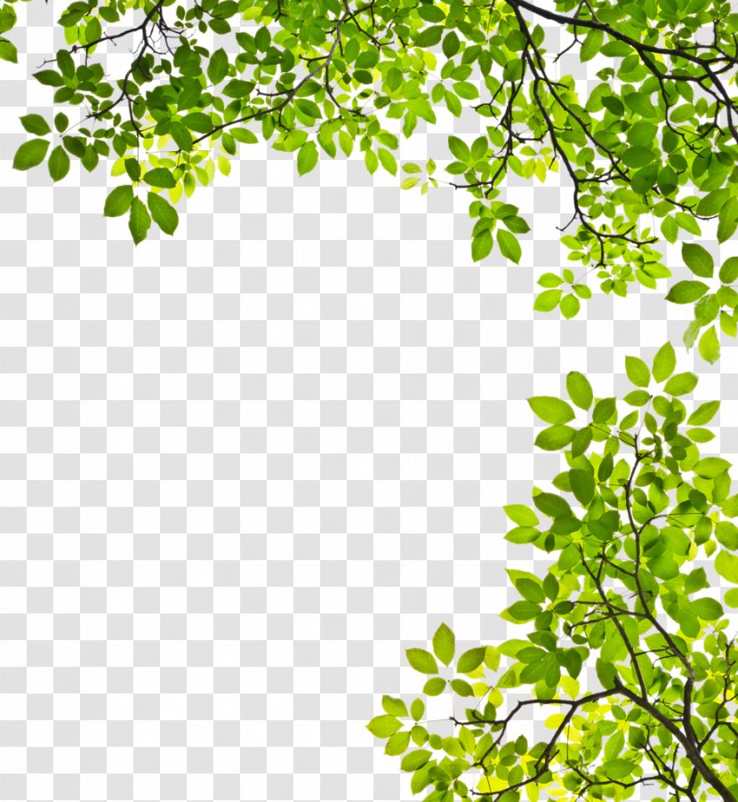 Leaves - Paperback - Tree Transparent PNG