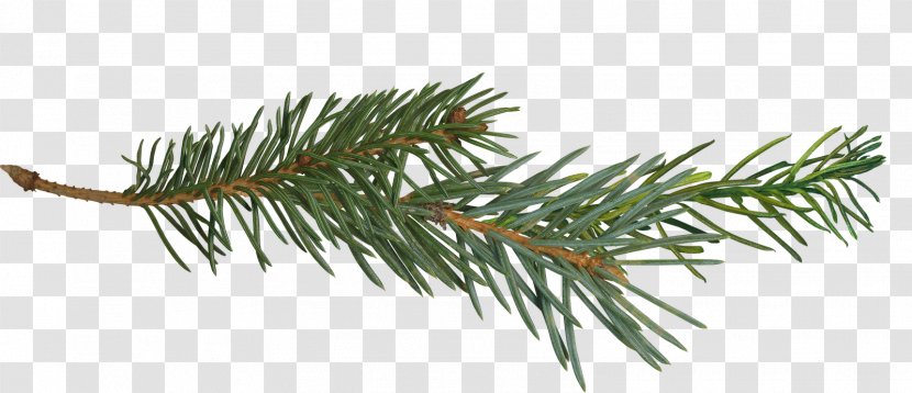 Pine Branch Tree Clip Art - Plant - Cone Transparent PNG