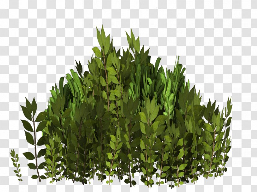Tree Evergreen Shrub Grasses Leaf Transparent PNG