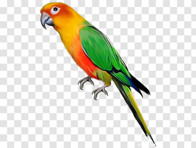 Parrot Lovebird Budgerigar Clip Art - Organism Transparent PNG