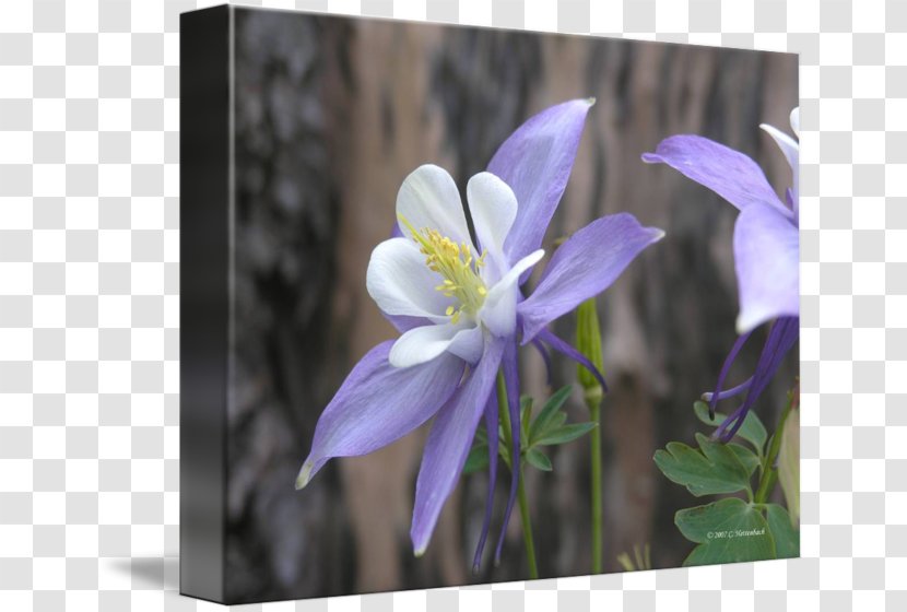 Columbine Bellflower Family Petal Violet Bellflowers - Flower Transparent PNG