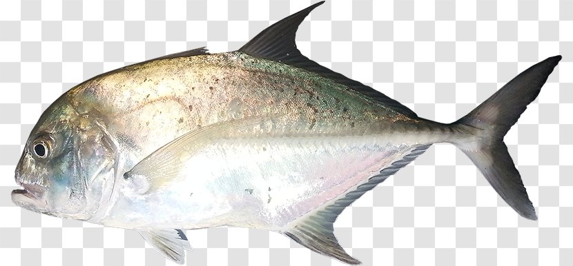 Giant Trevally Milkfish Pelagic Fish Animal - Caranx Transparent PNG