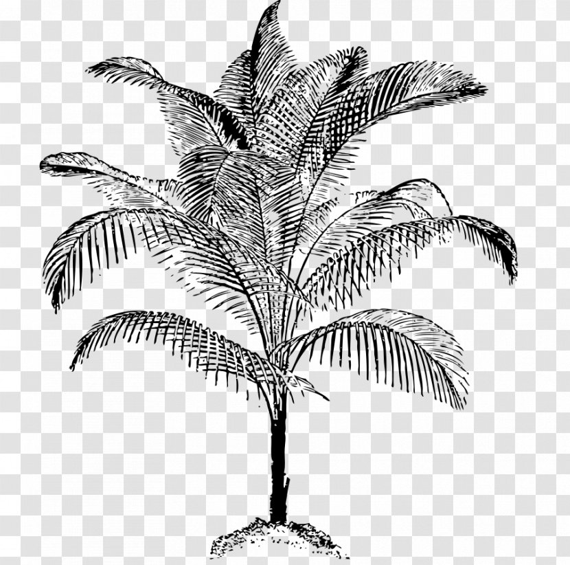 Arecaceae Coconut Drawing Clip Art - Monochrome Photography - Palm Tree Transparent PNG