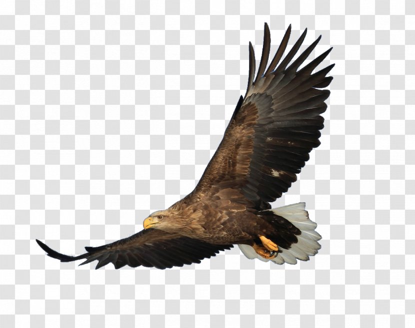 Bald Eagle Bird Hawk Transparent PNG