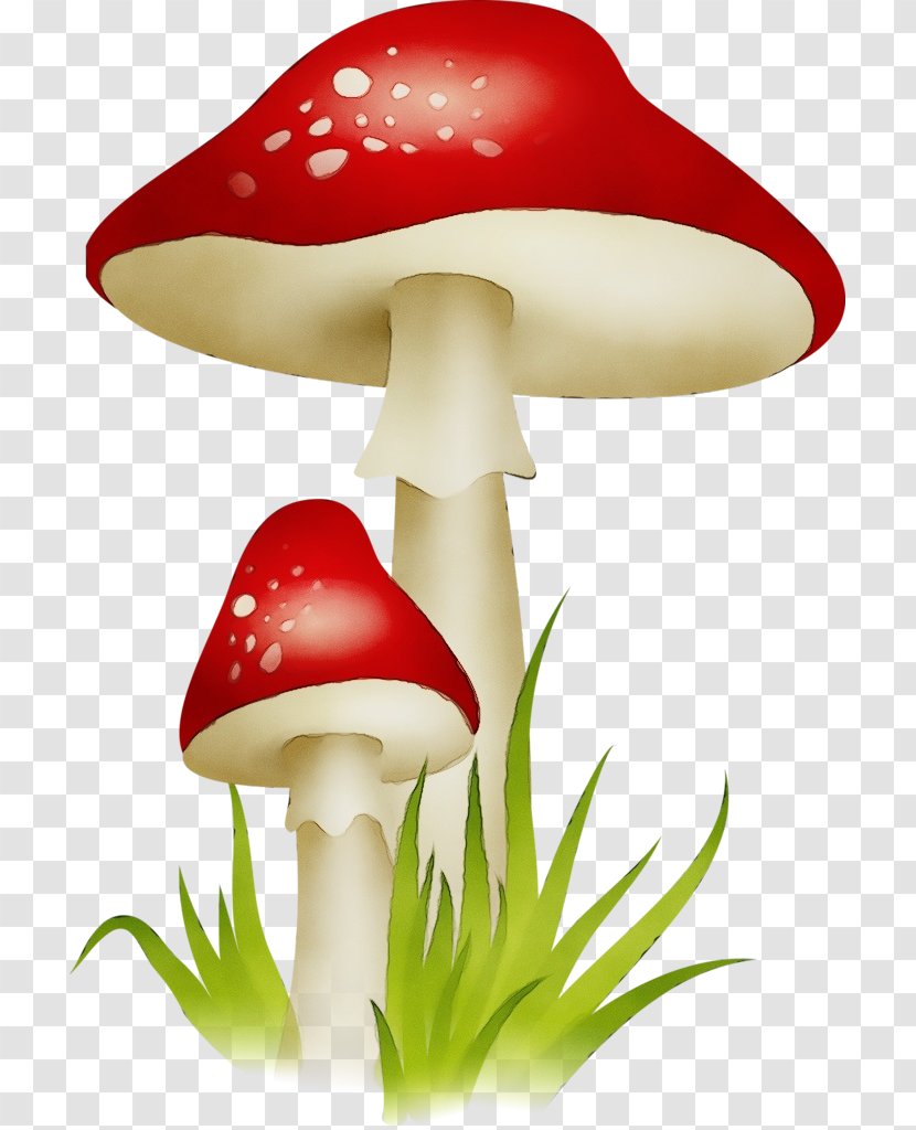 Mushroom Clip Art Agaric Agaricomycetes Agaricaceae - Agaricus Edible Transparent PNG