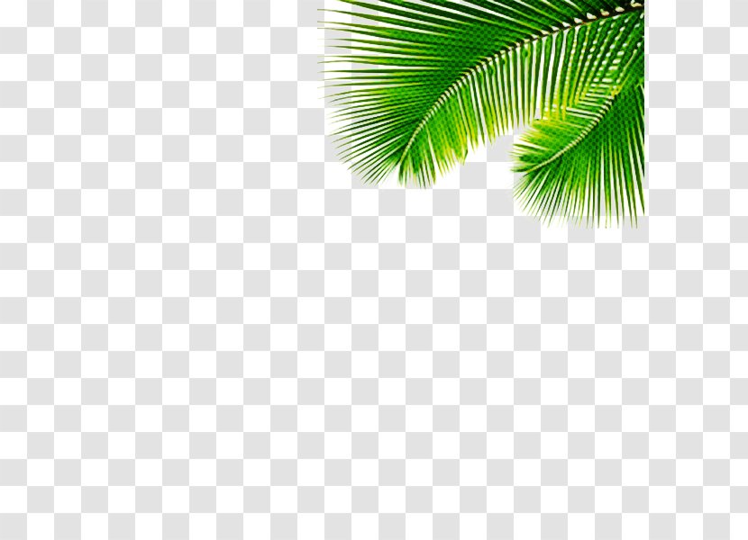 Cartoon Palm Tree - Vegetation - Tropics Coconut Transparent PNG