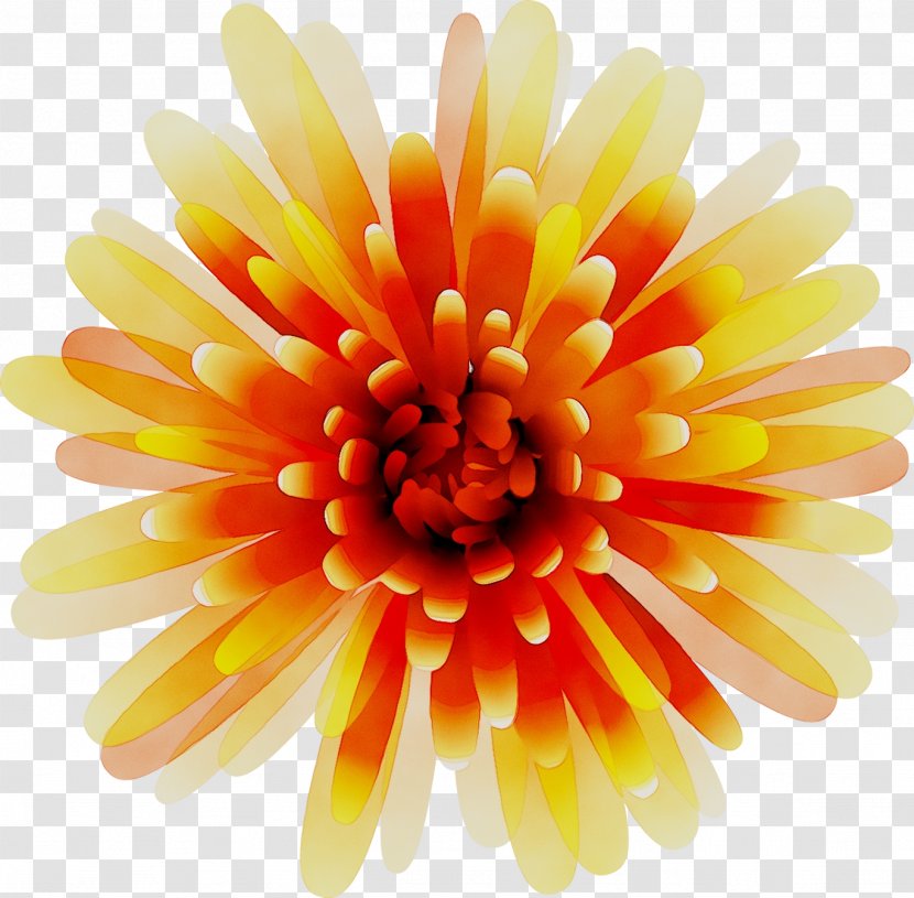 Transvaal Daisy Cut Flowers Chrysanthemum Petal - Barberton - Gerbera Transparent PNG
