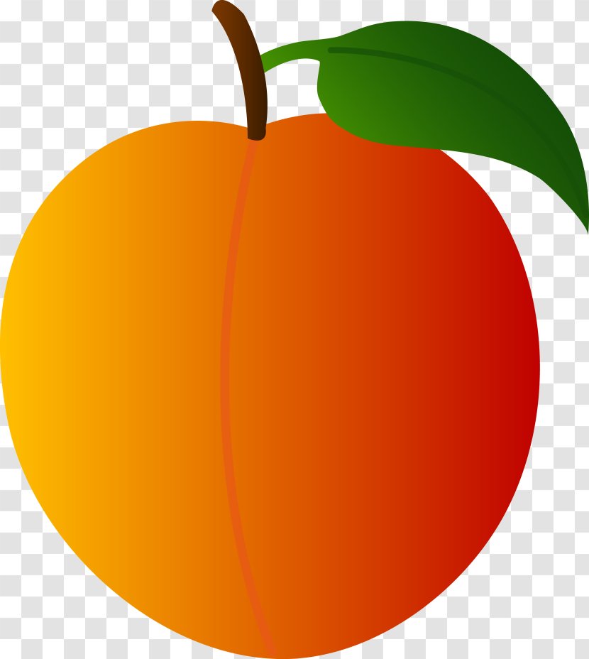 Peach Fruit Clip Art - Drawing - Orange Transparent PNG