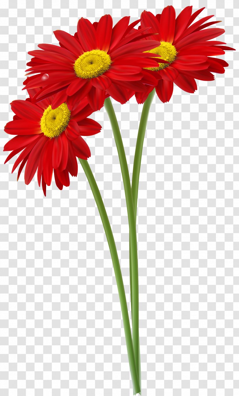 Common Daisy Clip Art - Flower - Red Gerbers Clipart Image Transparent PNG
