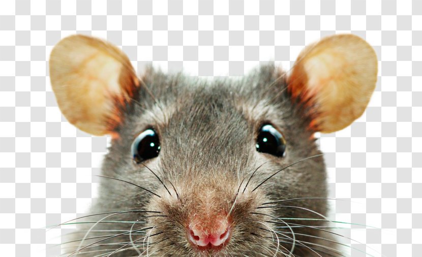 Rat Desktop Wallpaper Screensaver 1080p Display Resolution - Muridae Transparent PNG