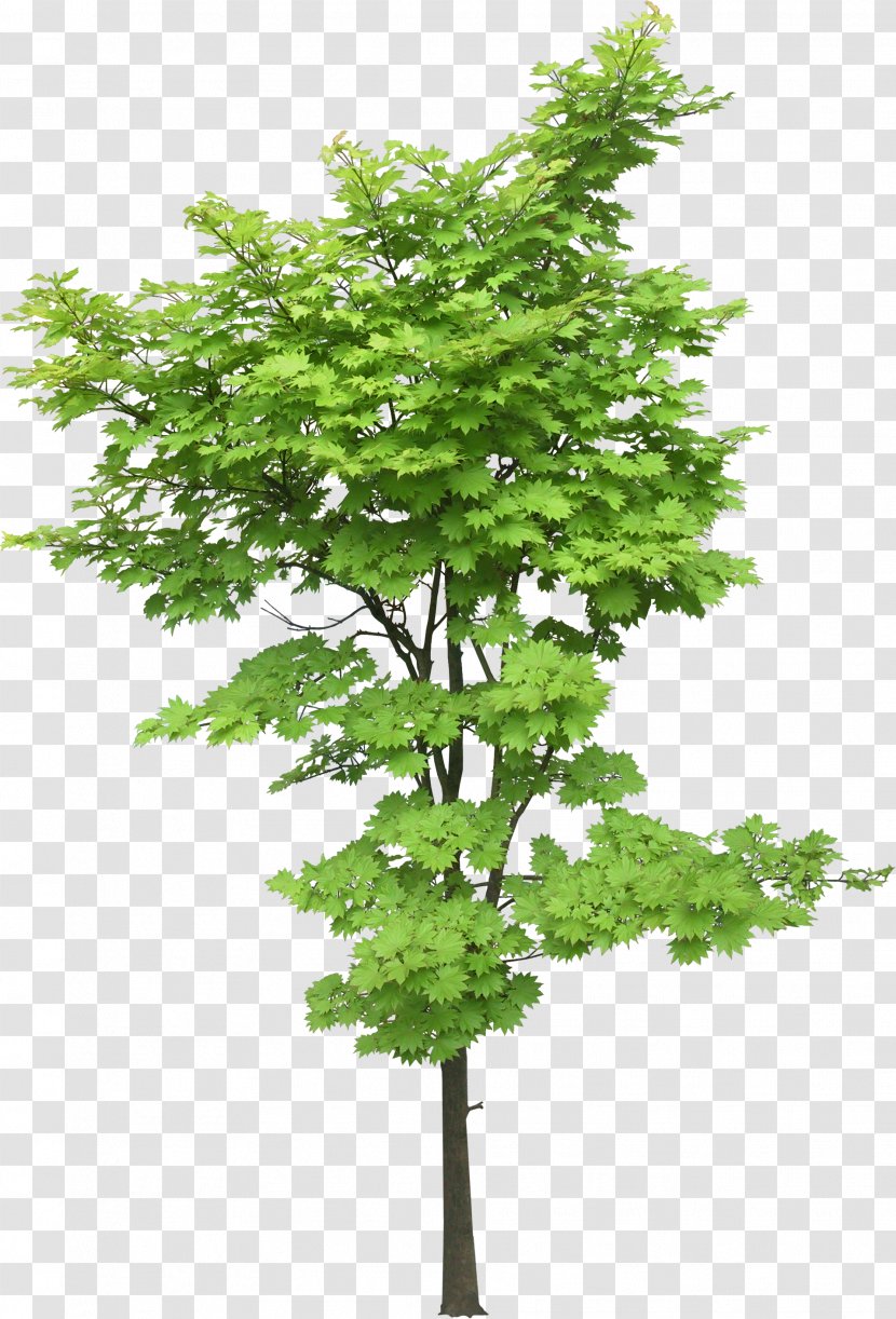 Maple Tree Plant Landscape - Plane Family Transparent PNG