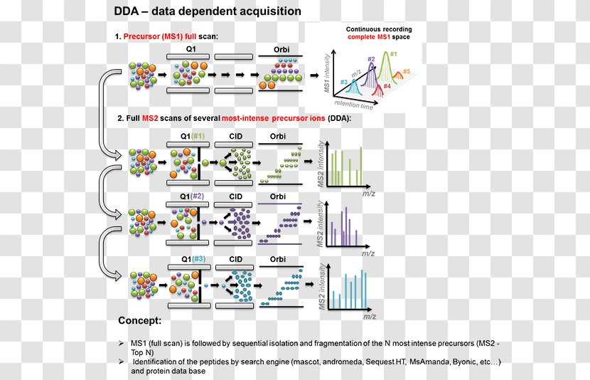 Quantitative Proteomics Data-independent Acquisition Mass Spectrometry Orbitrap - Information - Labelfree Quantification Transparent PNG