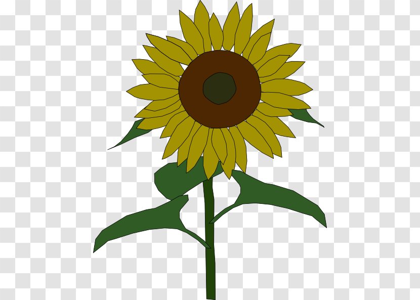 Common Sunflower Free Content Public Domain Clip Art - Petal - Alpha Kappa Clipart Transparent PNG