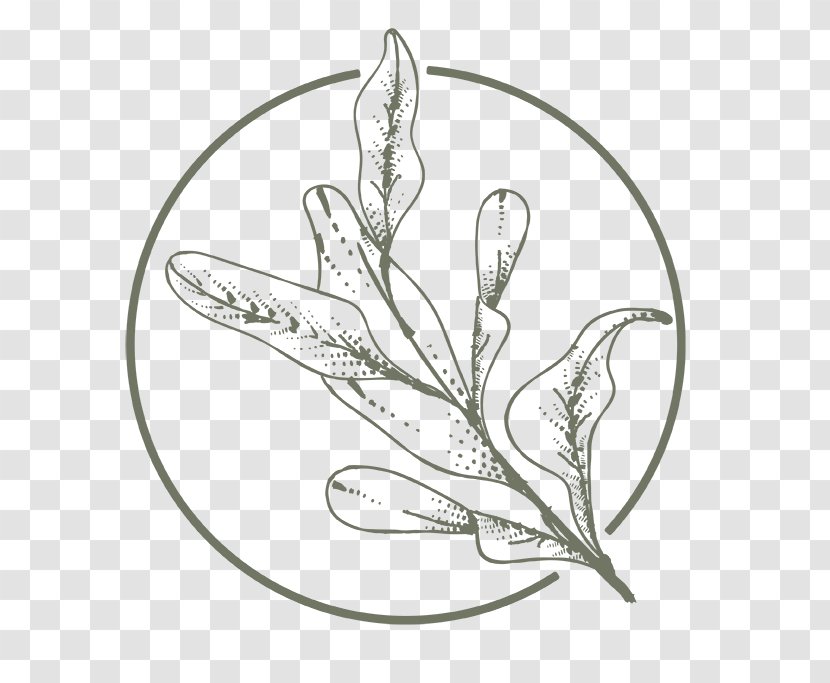 Aloe Vera Leaf - Drawing Coloring Book Transparent PNG